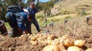 Productores rurales afrontan una crisis por el alza de insumos y el estancamiento de precios, según alcalde
