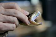 Muere una niña por picadura de serpiente