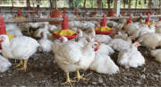 Desde este viernes, el precio del kilo de pollo vivo costará Bs 8, afirman los avicultores