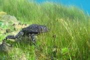 Sentencia marca precedente ambiental contra el tráfico ilegal de la rana gigante del lago Titicaca, especie en peligro crítico de extinción