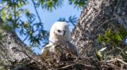 Nace en Bolivia un segundo pichón de águila arpía, especie amenazada