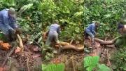 Capturan una enorme boa cerca de un corral en Beni; vecinos creen que devoraba pollos