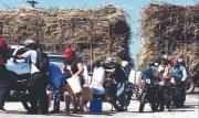 El pollo, el arroz y la caña de azúcar sienten el golpe de la escasez de diésel en el país