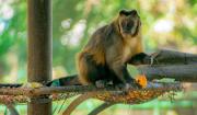 Implementan pago por QR en el Zoológico para frenar la venta de entradas falsas