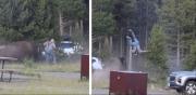 Turista arrojado por los aires por un bisonte en Yellowstone se recupera tras una cirugía