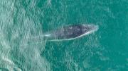 Inicia la temporada de avistamiento de ballenas jorobadas en las playas del norte de Perú