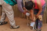 Sedes intensifica acciones para controlar brote de rabia canina en Concepción