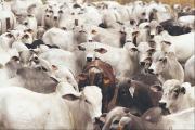 La revolución silenciosa de la carne sudamericana conquista Estados Unidos
