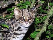 Un hallazgo en Bolivia arroja luces sobre el misterioso gato tigre nublado