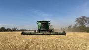 Bolivia solo produce el 11% del trigo que consume y busca impulsar la producción con nuevas tecnologías