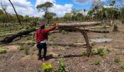 Alcaldía denuncia la tala de casi 5.000 árboles en área colindante al Jardín Botánico y exige una multa millonaria