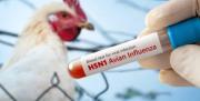 Bolivia activa protocolos de prevención ante brote de gripe aviar en Perú