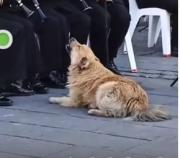 La Paz: Un perrito se roba los aplausos al “cantar” junto a la Banda de la Armada Boliviana