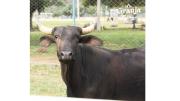 Kalomai Park potencia “La Granja”: un recorrido que une aprendizaje, diversión y biodiversidad en el Urubó