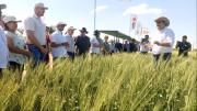 Anapo celebra la versión 33 del Día Nacional del Trigo en Cuatro Cañadas