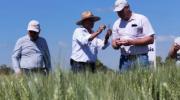 Anapo presenta nueva variedad de trigo y destaca avances biotecnológicos para mejorar rendimiento de cultivos