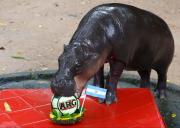 El hipopótamo viral tailandés Moo Deng predice la victoria de Argentina en el Mundial