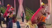 Bailaron con cerdos asados en las espaldas: una boda en Yapacaní se hizo viral