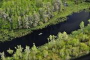 Okefenokee, santuario prehistórico de agua dulce en EE.UU., aspira ser tesoro de la Unesco
