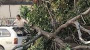 Fuertes vientos causan incendios y derriban árboles en Santa Cruz