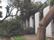 Fuertes vientos causan apagones, caída de árboles y daños en viviendas
