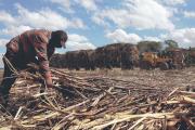 Zafra cañera se frena por falta de diésel, deudas y precios bajos