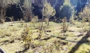 Alcaldía inicia plan integral para transformar el Jardín Botánico de La Paz