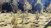 Alcaldía inicia plan integral para recuperar y transformar el Jardín Botánico
