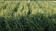 Producción de trigo cae a mínimos históricos y ANAPO advierte mayor dependencia de las importaciones