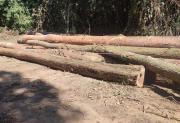 Exportaciones de madera caen más del 60% por restricciones tras denuncias en Chile