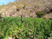 Descubren más de tres toneladas de plantaciones de marihuana en Aiquile