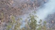 Incendios en Tarija dejan animales gravemente heridos, apuntan a incendios provocados