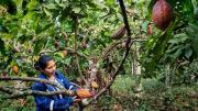 Evalúan la producción de cacao en Palos Blancos para fortalecer la productividad y sostenibilidad