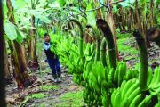 La otra cara del Chapare: 30.000 familias exportan banana y generan divisas