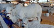 Todo listo para Fexposiv 2026: Participarán más de 220 empresas y se exhibirán más de 390 animales