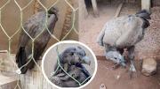 El ala rota de Mosoj Wata: el cóndor de los Andes sentenciado a tierra en Cochabamba
