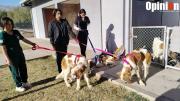 Canes San Bernardo rescatados por Zoonosis ya cuentan con familias adoptantes