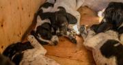 “No iban a llegar vivos”: Rescatan en Cochabamba a 12 cachorros hacinados en una caja rumbo a Santa Cruz
