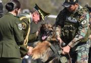 De perrito callejero a héroe policial: Rex fue condecorado e ingresó a la FELCN