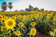 San Julián será sede del Día Nacional del Girasol