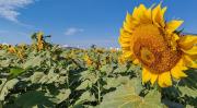 San Julián reafirma su liderazgo en la producción de girasol