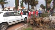 Fuertes vientos golpean Cochabamba y derriban árboles en varios sectores