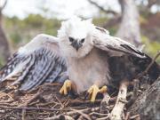 Pichón de águila arpía es el primero en ser anillado para su estudio en estado silvestre