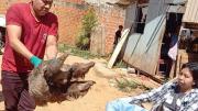 Jóvenes voluntarios rescatan fauna silvestre afectada por inundaciones en Pando