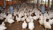 El precio del pollo podría superar los Bs 25 por kilo