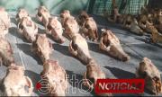 Investigan hallazgo de 25 cráneos de presuntos canes abandonados en un basurero de La Paz