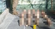 Hallan 25 cráneos en un basurero y se investiga si son de perros