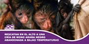 Rescatan en El Alto a una cría de mono araña negro abandonada a bajas temperaturas