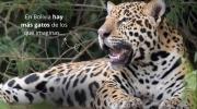 Por el Día Internacional del Gato, WWF recuerda a diez felinos silvestres de Bolivia
