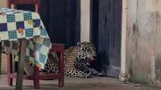 Vecinos acaban con la vida de un jaguar que ingresó a una vivienda en Guayaramerín